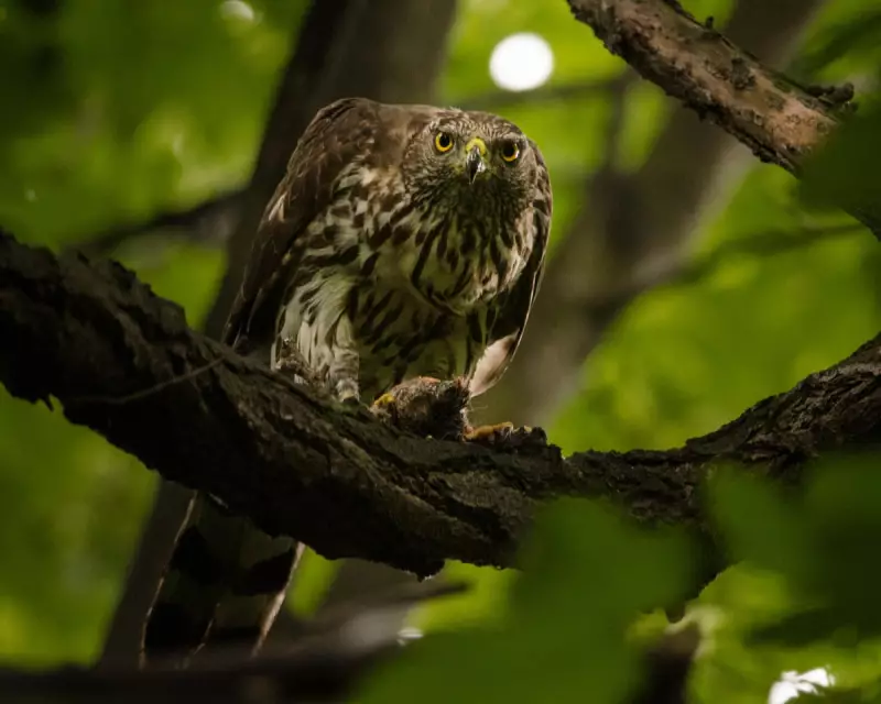 Berlin's Blueprint: How UK Cities Could Become Havens for Majestic Goshawks