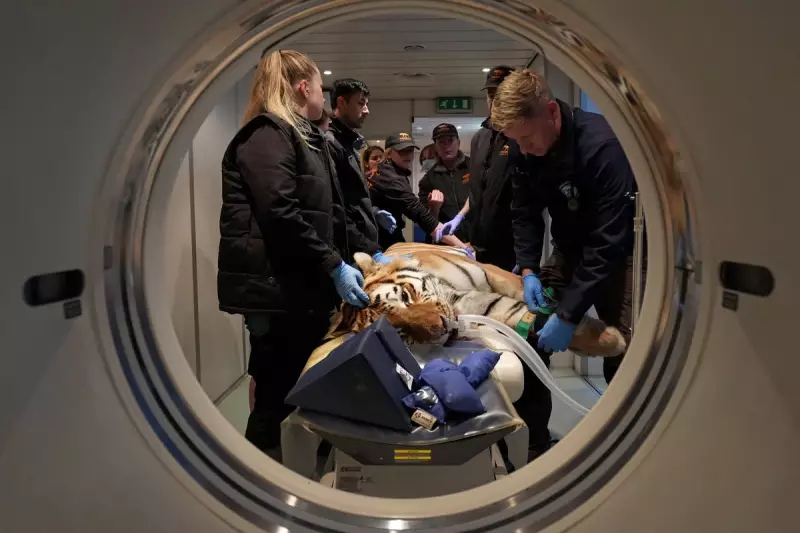 Big Cat Sanctuary in Kent Conducts Groundbreaking Health Scans on Majestic Residents