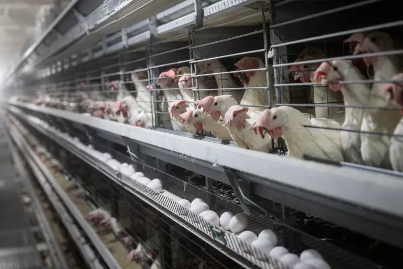 Bird Flu Outbreak Sends UK Egg Prices Soaring: Supermarket Shelves Empty