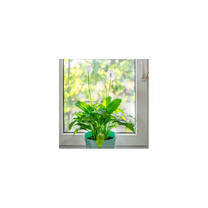 Breathe Easy: 5 Powerful Houseplants That Naturally Purify Your Home's Air