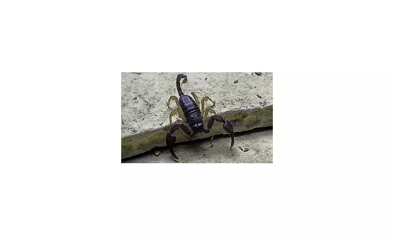 Britain's Deadliest Critters Revealed: The Tiny Terrors Lurking in Your Garden