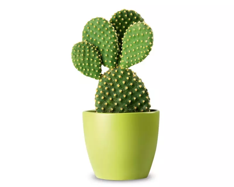 Brown Patches on Your Prickly Pear? Here's What They Really Mean and How to Fix It