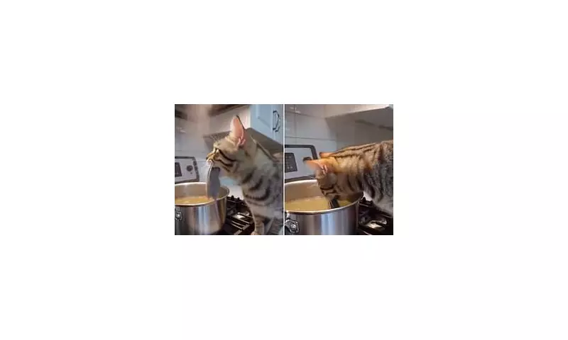 California Kitchen Chaos: Foster Cat's Souprise Ingredient Shocks Family