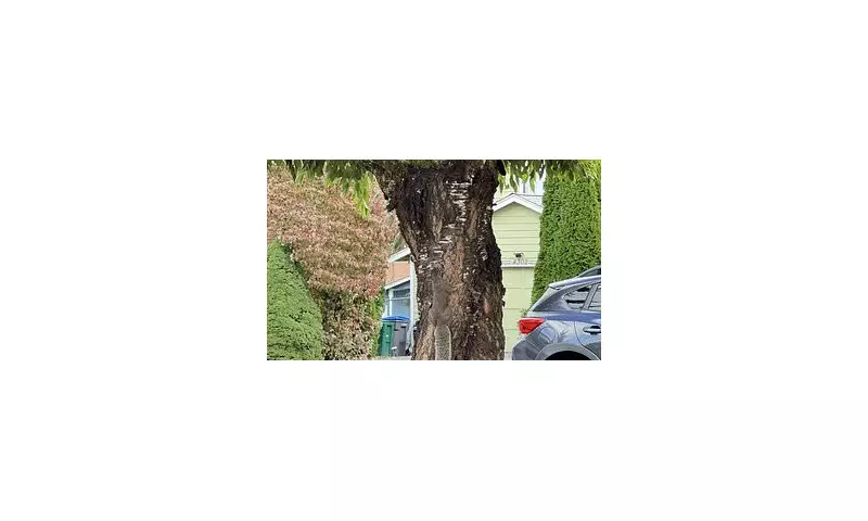Can YOU Spot the Cat? The Tree Optical Illusion Taking Britain By Storm