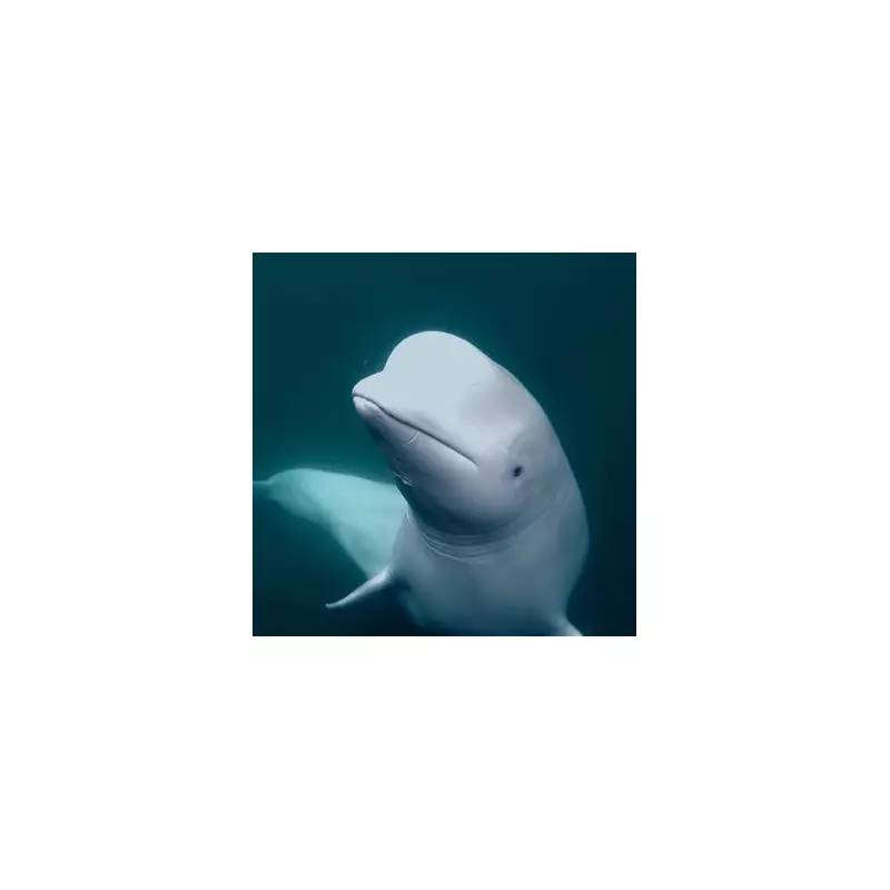 Canada's Marineland in Crisis: Beluga Whale Exodus Threatens Future of Controversial Aquarium