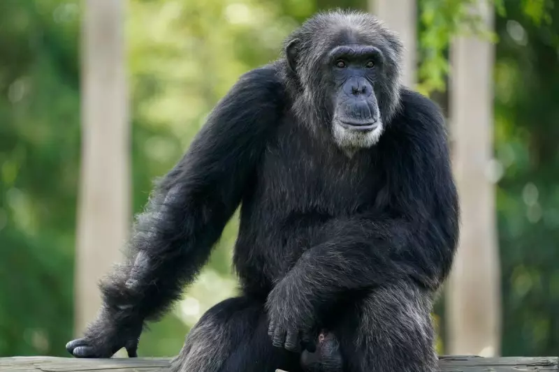 Chimpanzee Brains Hold Key to Human Decision-Making, Groundbreaking Study Reveals