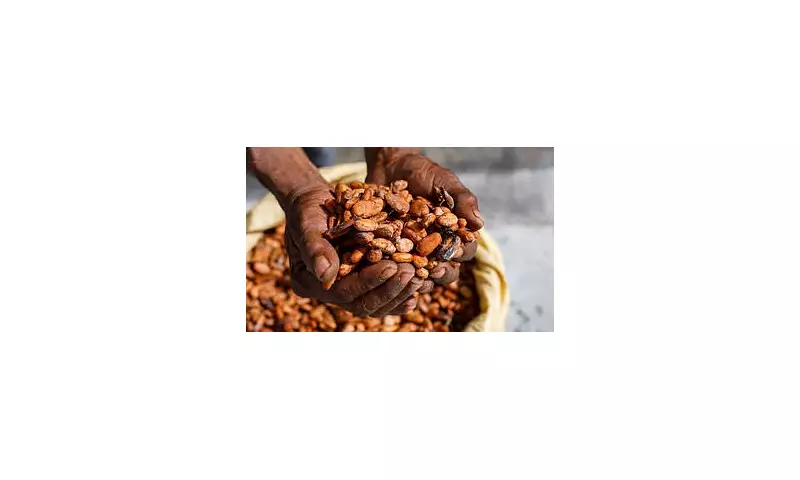 Chocolate Crisis: Why Your Favourite Treat Is Changing Forever