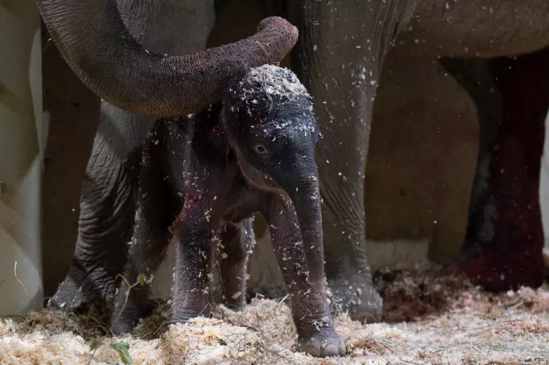 Cincinnati Zoo's Beloved Asian Elephant Powell Dies at 44 - Heartbreaking Loss for Animal Community