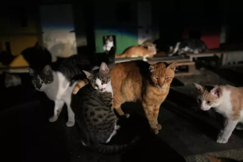 Cyprus Declares War on Stray Cats: Island Paradise Battles Feline Overpopulation Crisis