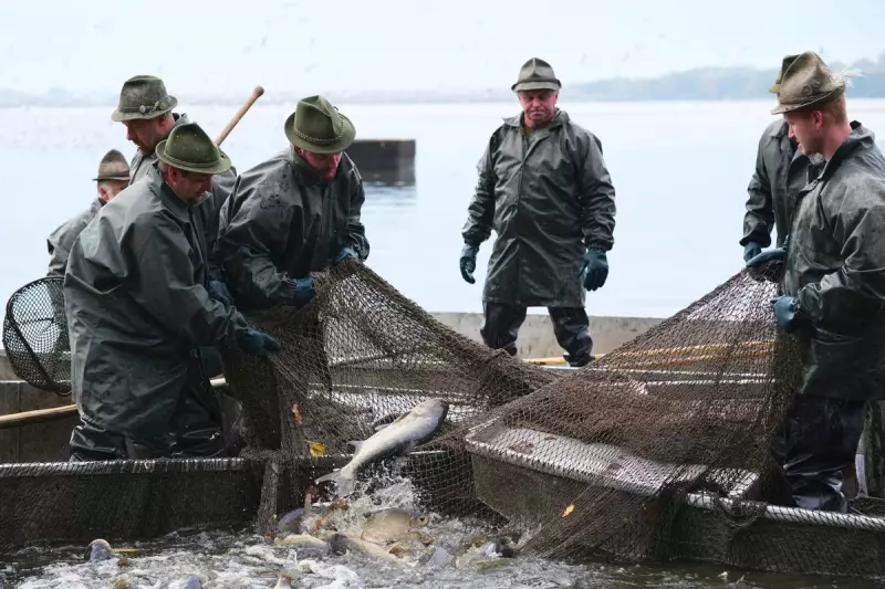 Czech Christmas Carp Harvest: Třeboň's Centuries-Old Tradition Faces Modern Scrutiny