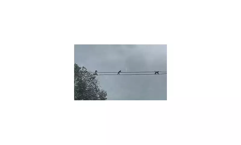 Daredevil Monkeys Perform High-Wire Act on Live Electricity Cables in Chinese City