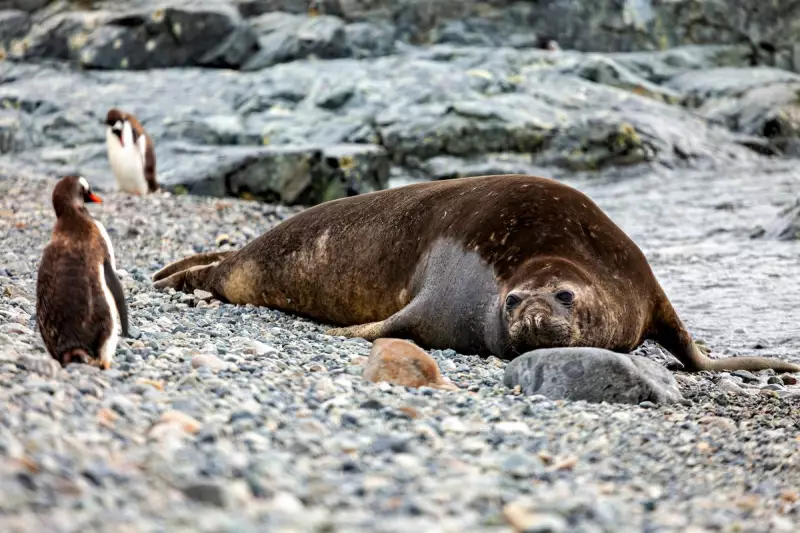 Deadly Bird Flu Crisis: H5N1 Wipes Out Seal Pups on Remote Australian Island