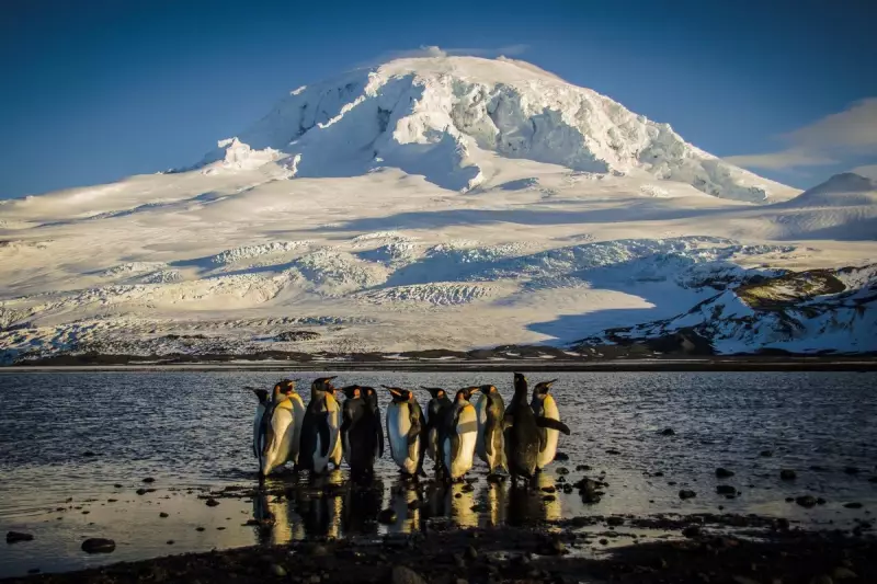 Deadly Bird Flu Ravages Seal Pups on Remote UK Island in Unprecedented Outbreak