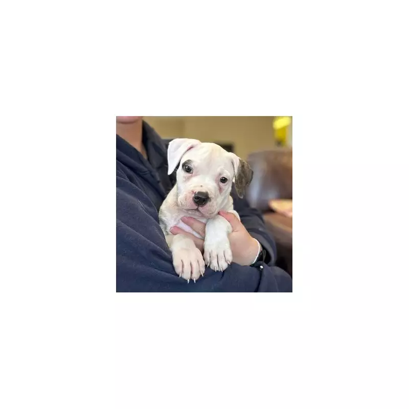 Desperate Search for Forever Homes: Meet the Rescue Pets Urgently Needing Adoption