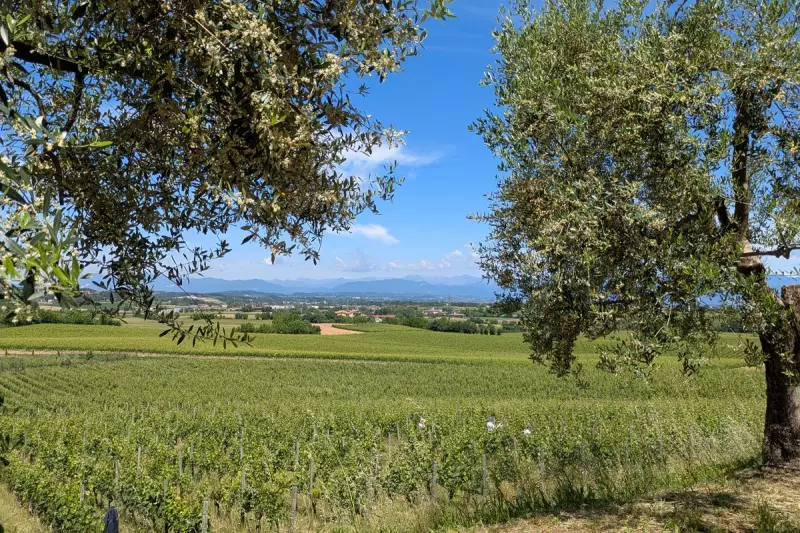 Discover Lugana: Lake Garda's Hidden Wine Paradise Awaits British Travellers