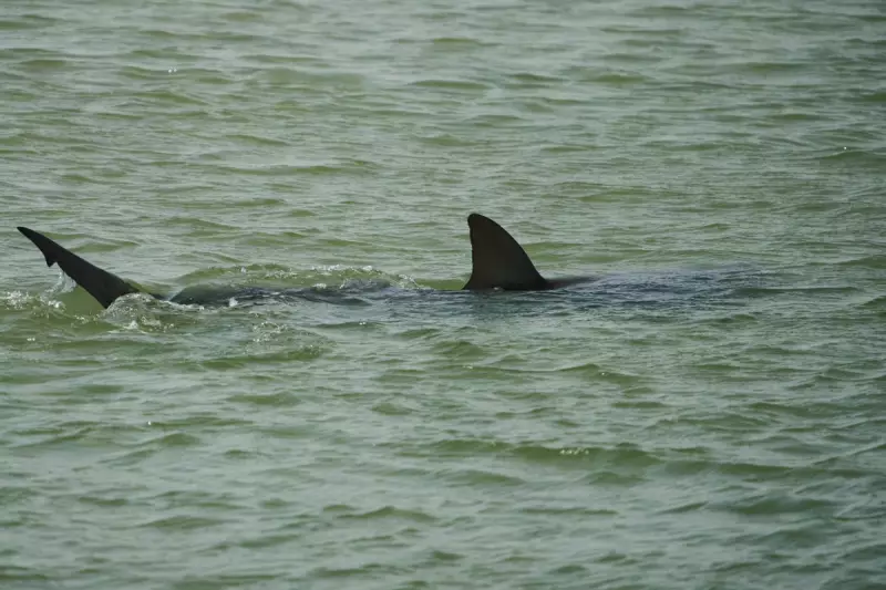 Diver Narrowly Escapes Dusky Shark Attack in Israel: Feeding Ban Under Scrutiny