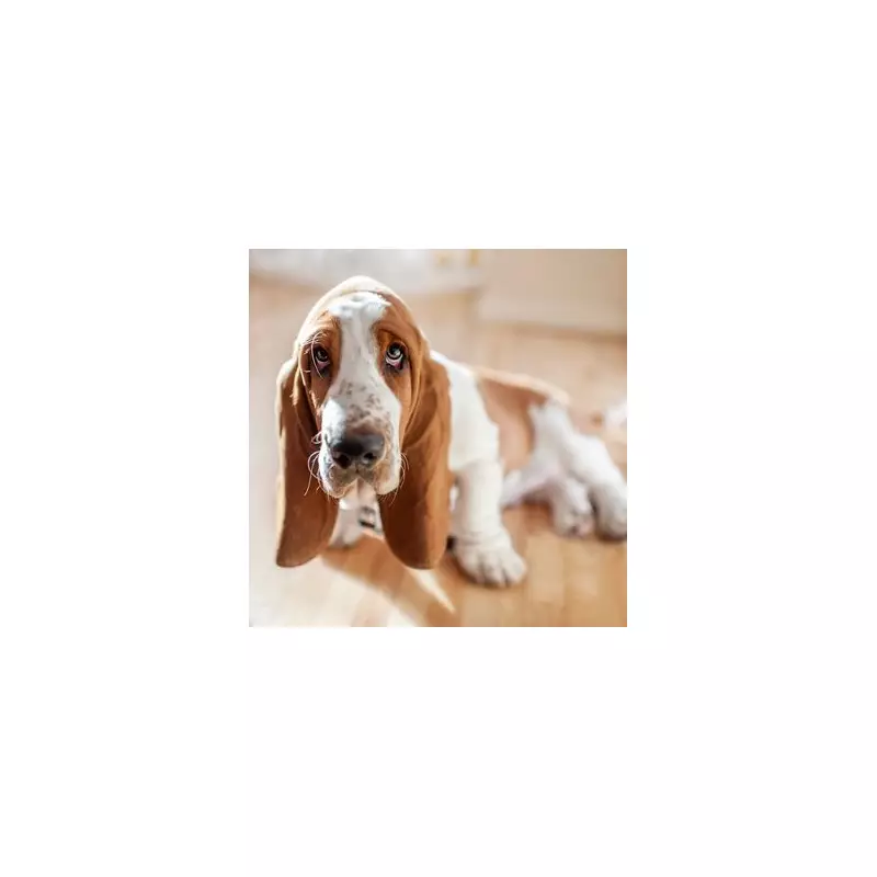 Dog Behaviourist Reveals: The One Common Breed You Should Never Let Sleep in Your Bed