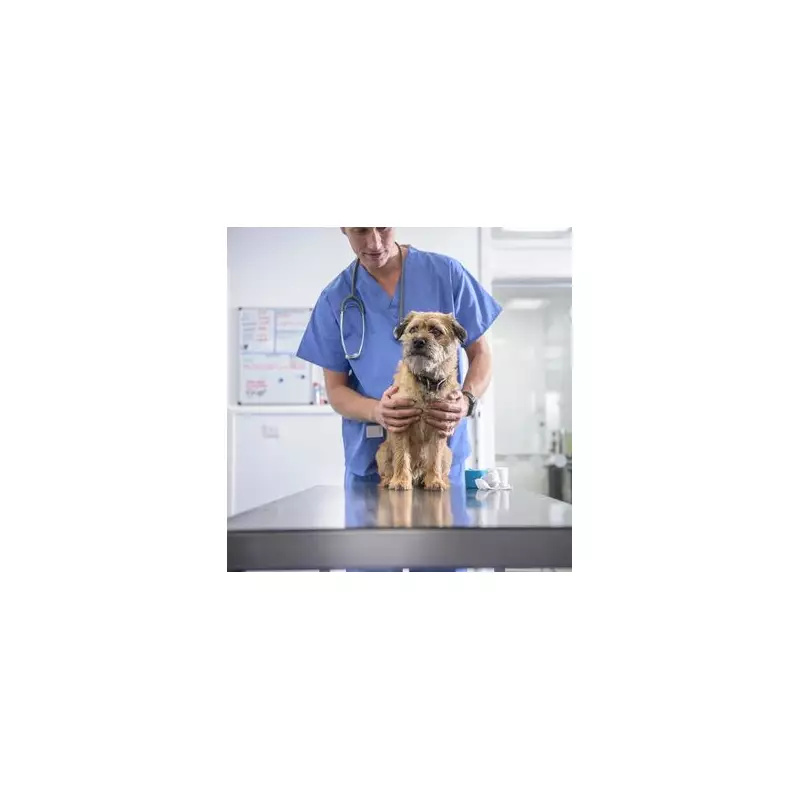 Dog Owners Alert: Vet Issues Urgent Warning After Pet Develops Strange Symptoms Following Common Treat