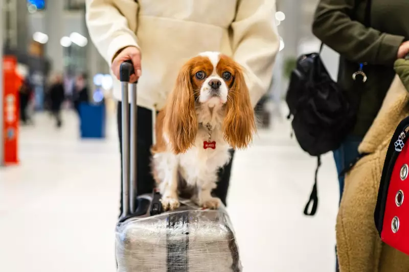 EU Court Rules Airlines Liable for Pet Injuries and Deaths in Hold Luggage