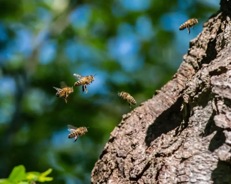 Europe's Wild Bee Crisis Deepens: Extinction Risk Doubles in a Decade