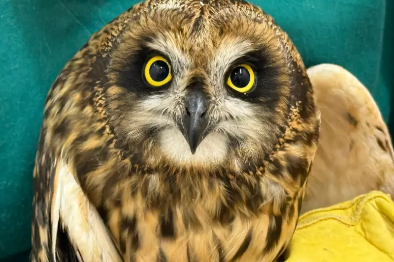 Exhausted Owl Rescued After Epic 100-Mile Sea Journey to North Sea Oil Rig