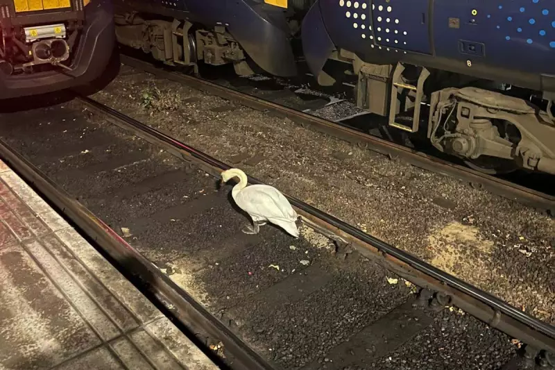 Feathered Fiend Causes Railway Chaos: Swan Disruption Halts Glasgow Central Services