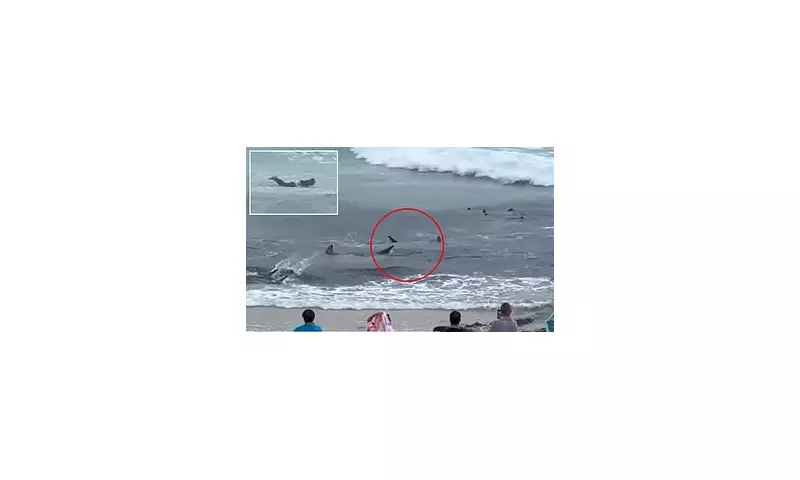 Feeding Frenzy: Terrifying Shark Spectacle Turns Gold Coast Waters Red as Dozens Circle at Snapper Rocks