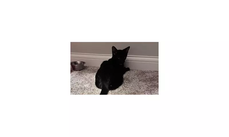 Feline Mystery Solved: The Curious Case of the Kitten With a Cat's Tail
