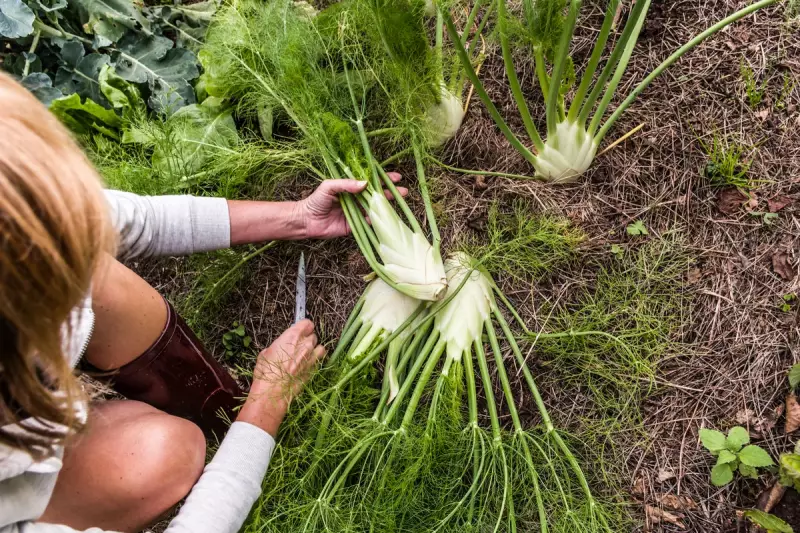 Fennel: The Unsung Superfood With Remarkable Health Benefits You Need to Know