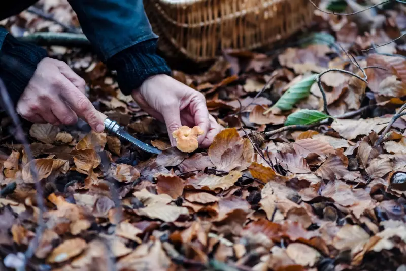 Forget Garden Gloom: Why Autumn is Actually Your Garden's Most Magical Season