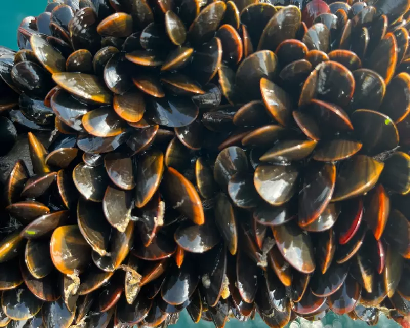 French Ports Block British Shellfish Imports Despite New UK-EU Trade Deal