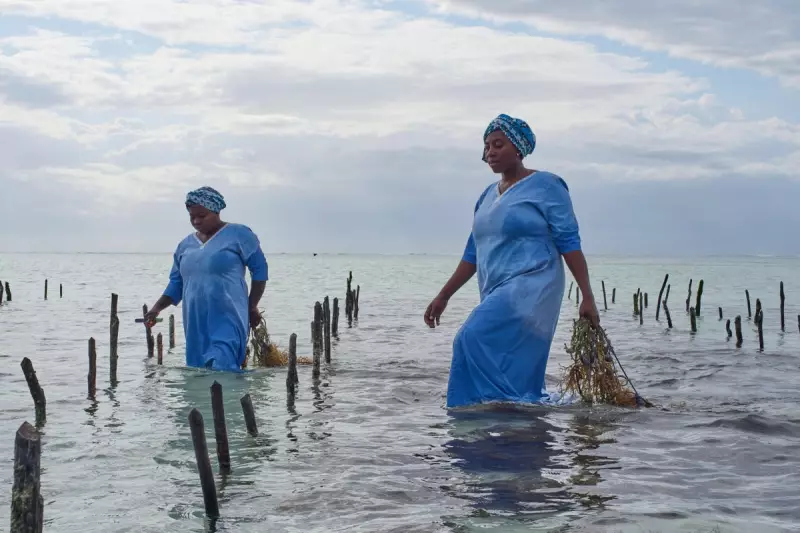 From Ocean to Jar: Zanzibar's Women Lead Seaweed Beauty Revolution