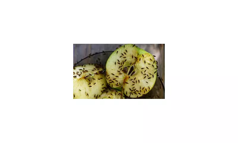 Fruit Fly Invasion: UK Homes Face Unprecedented Swarm of Pests