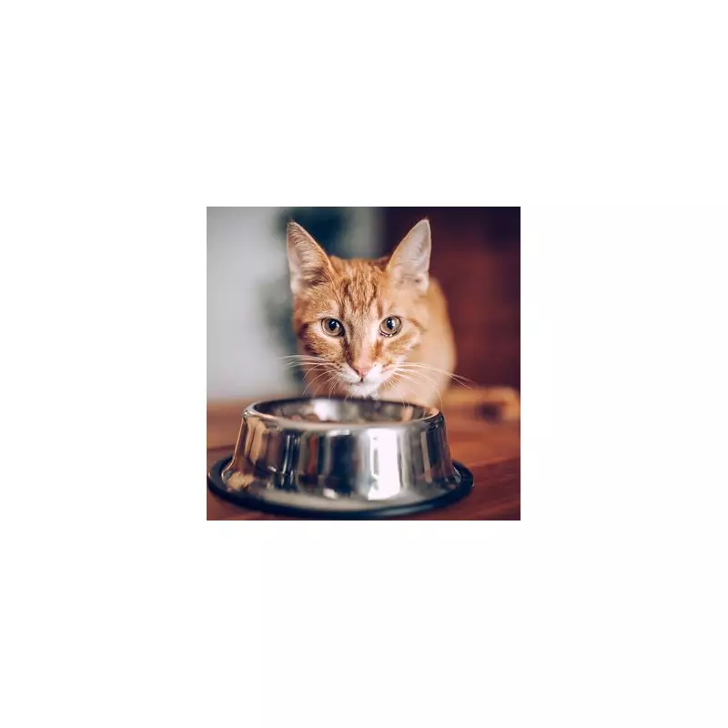 Fussy Feline Fury: My Cats Are On Hunger Strike Against New Food, Says Desperate Owner