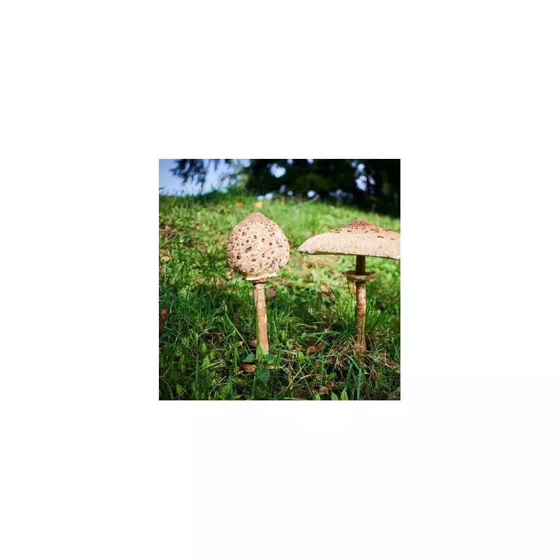 Garden Mushroom Warning: The Hidden Danger in Your Lawn This Autumn