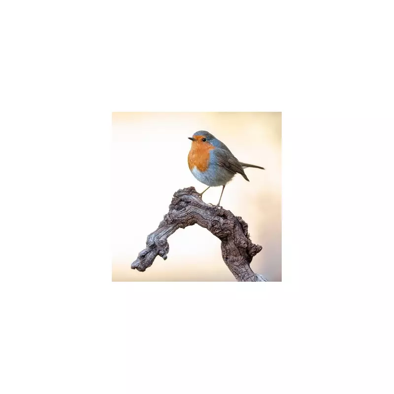 Garden Robin Invasion: Why These Cheeky Birds Are Taking Over British Gardens