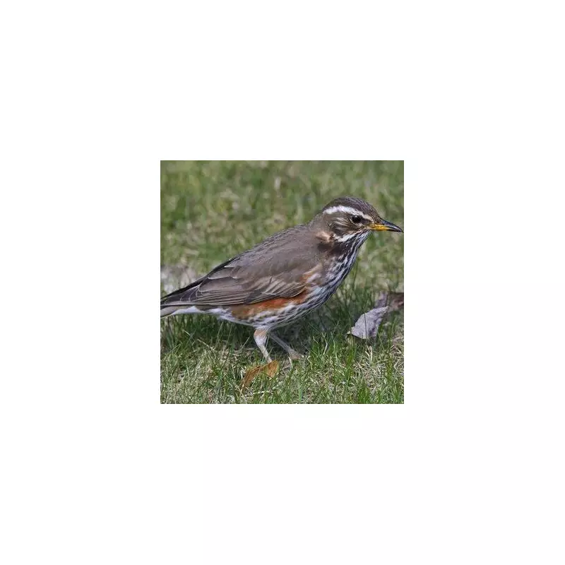 Gardeners Beware: The One Plant That Could Devastate Your Garden and Cost You Thousands