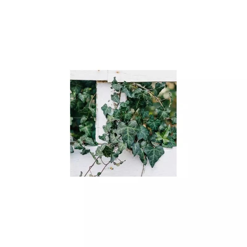 Gardeners' Secret Weapon: How Ivy Can Actually PROTECT Your Home When Managed Properly