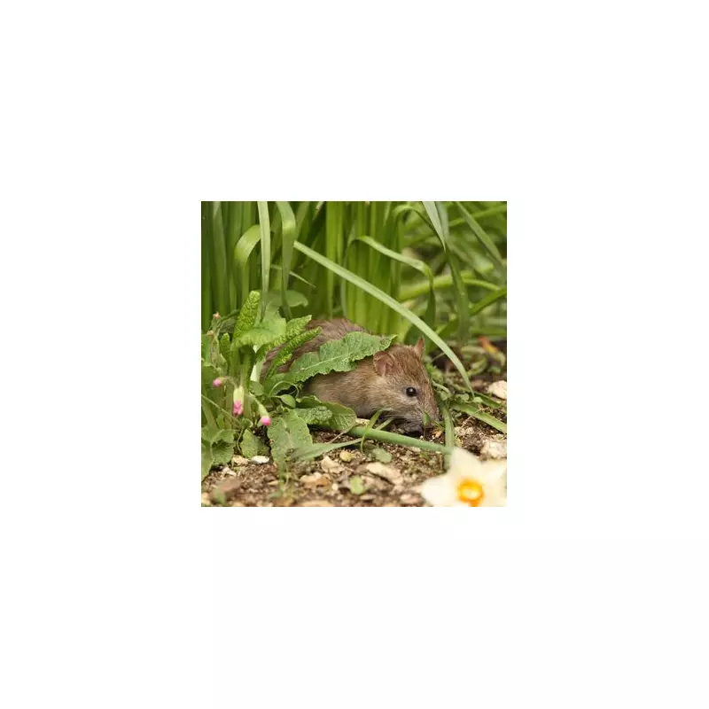 Gardeners' Secret Weapon: The Simple Plants That Naturally Repel Rats From Your Property
