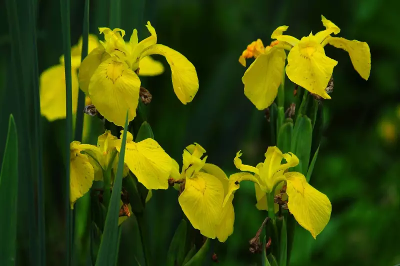 Government Urges Homeowners to Rethink Gardens to Combat Climate Change