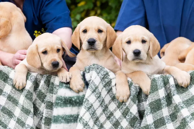 Guide Dogs Charity Faces Heartbreaking Decision: 200 Future Assistance Puppies Need New Homes