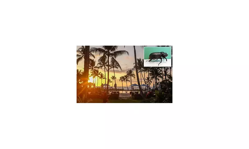 Hawaii's Iconic Palm Trees Face Wipeout From Invasive Rhino Beetle Plague