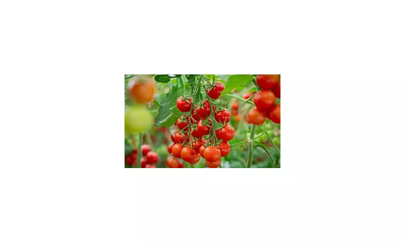 Health Alert: Salmonella Outbreak Linked to Tomatoes Sweeps Across Europe