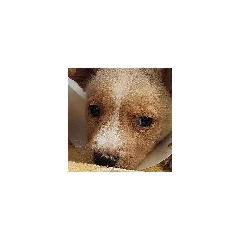 Heartless Driver Throws Puppy From Moving Car in Shocking Animal Cruelty Case