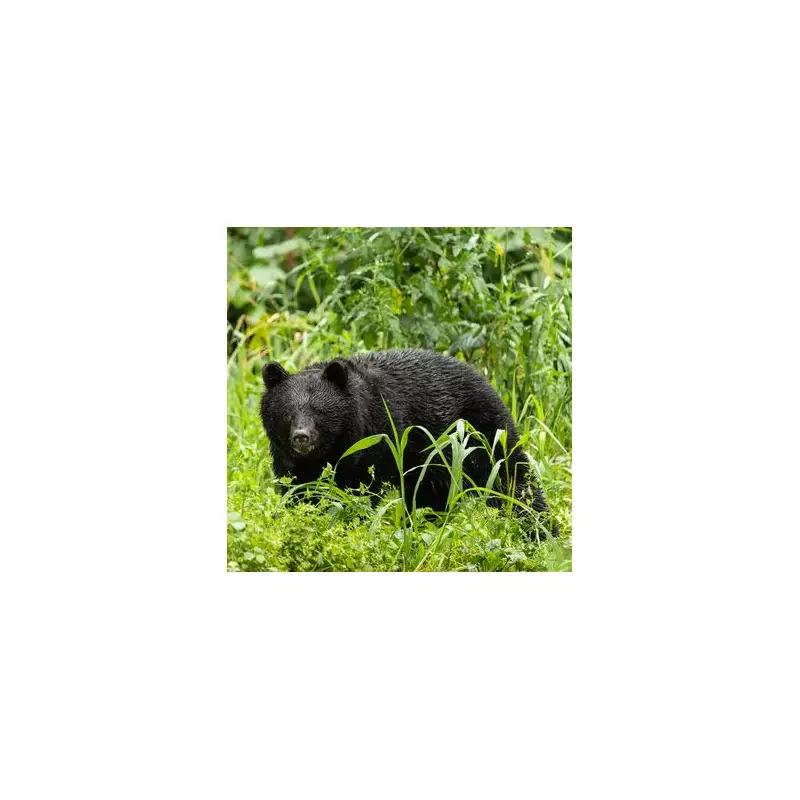 Horrific Bear Attack in Canada Leaves Forager Fighting for Life After Scalp Torn Off