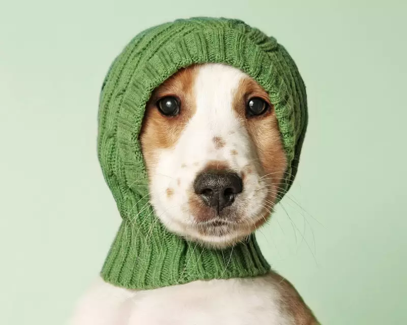 Is Your Pet More Human Than You Think? New Book 'Humanish' Explores Our Animal Bonds