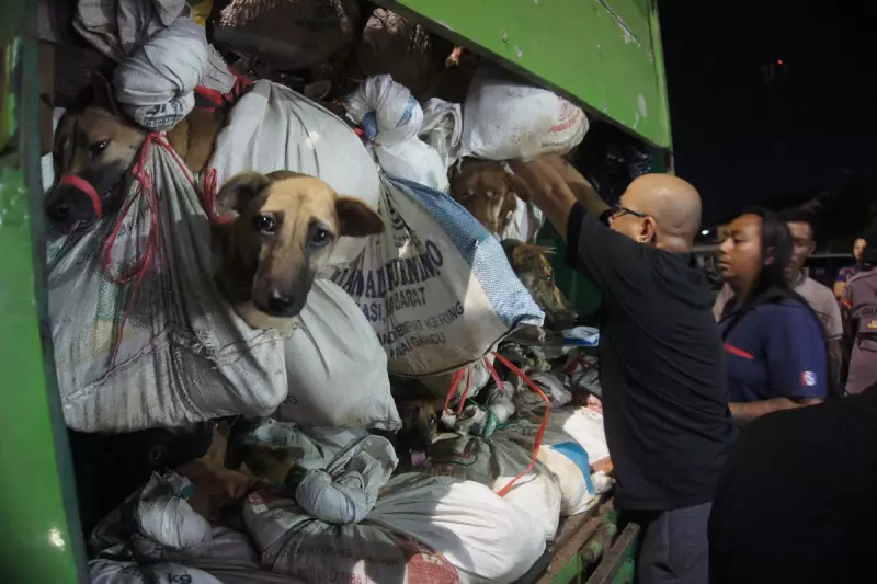 Jakarta Bans Dog Meat Trade in Landmark Animal Welfare Victory