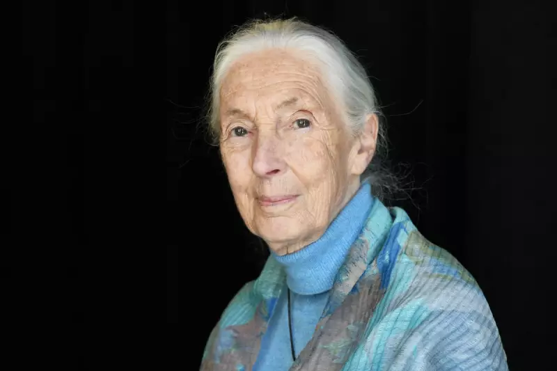 Jane Goodall's Final Warning: Humanity at a Crossroads, Trump and Musk Among Concerns