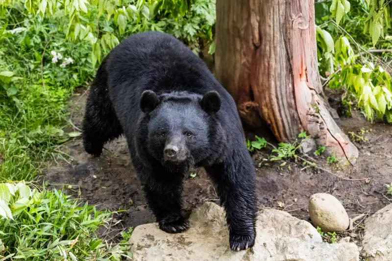 Japan Deploys Military in Unprecedented Response to Rampant Bear Attacks