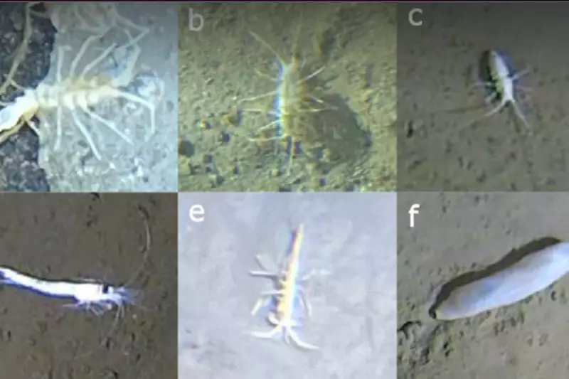 Japan's Deep Sea Discovery: Bizarre New Creatures Found in Earth's Most Volcanic Zone